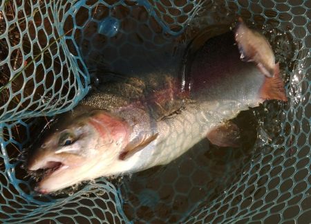 アタリ連発！ ～岡崎トラウトポンド～